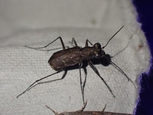 Myriochila melancholica